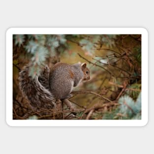 Gray Squirrel Sticker